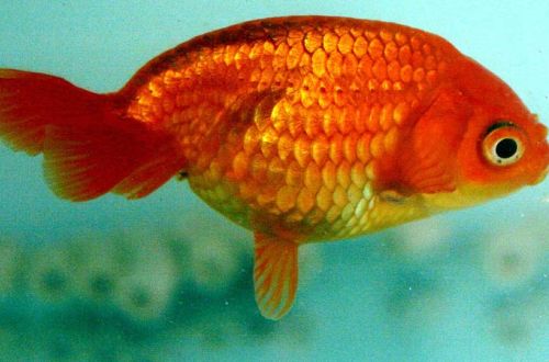 Egg-shaped goldfish