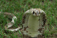 Egyptian cobra