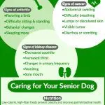 Elderly dog: care rules