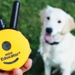 Electric collar for dog training. Expert opinion