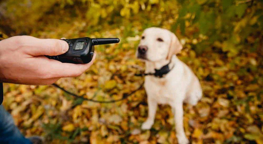 Electric collar for dog training. Expert opinion