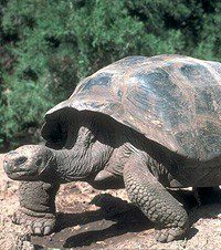 Elephant turtle