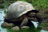 Elephant turtle