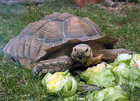 Elephant turtle