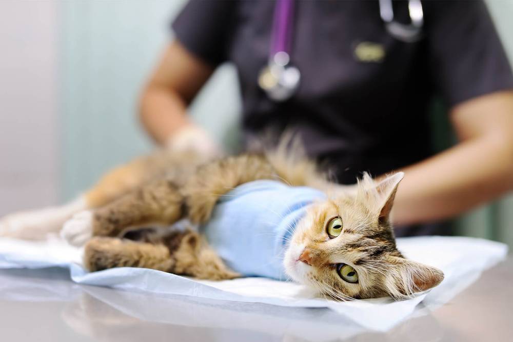 endometritis in cats