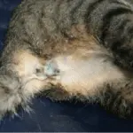 endometritis in cats
