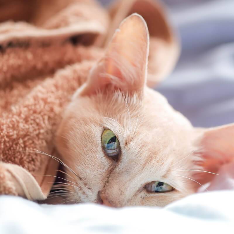 endometritis in cats