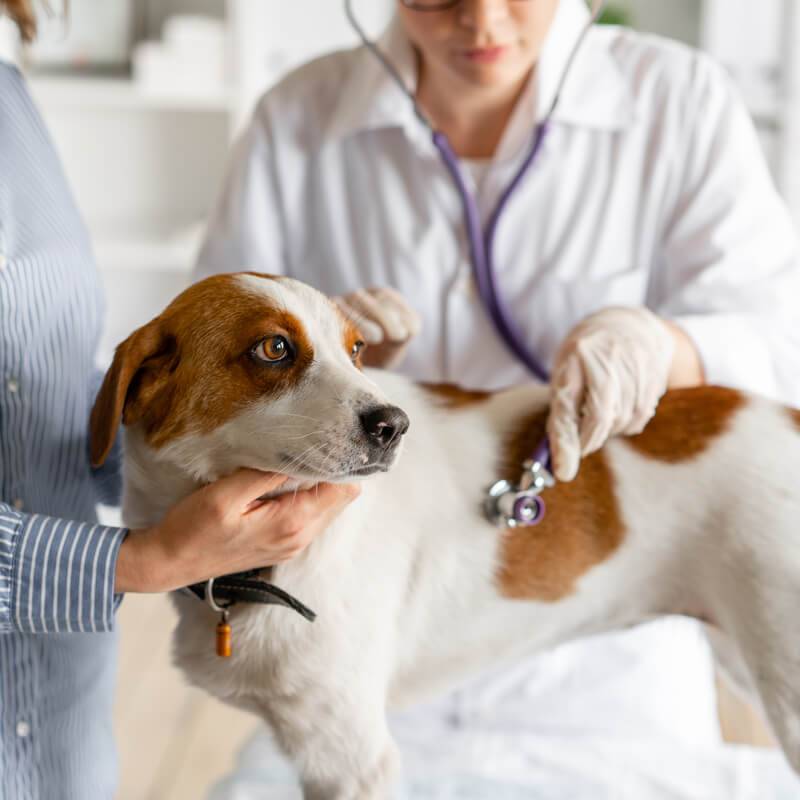 Endometritis in dogs: symptoms and treatment