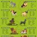 The rarest dog breeds