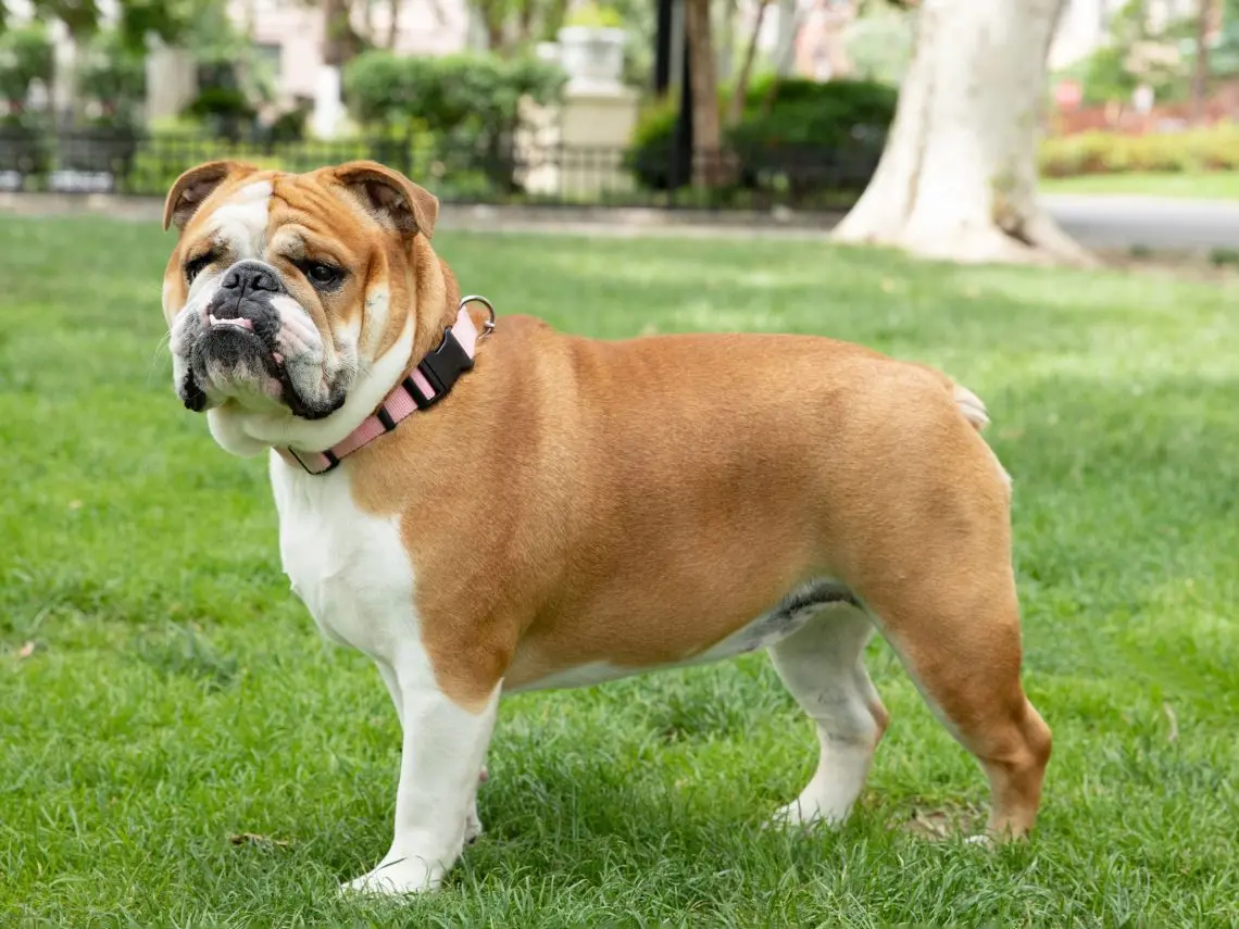 English Bulldog