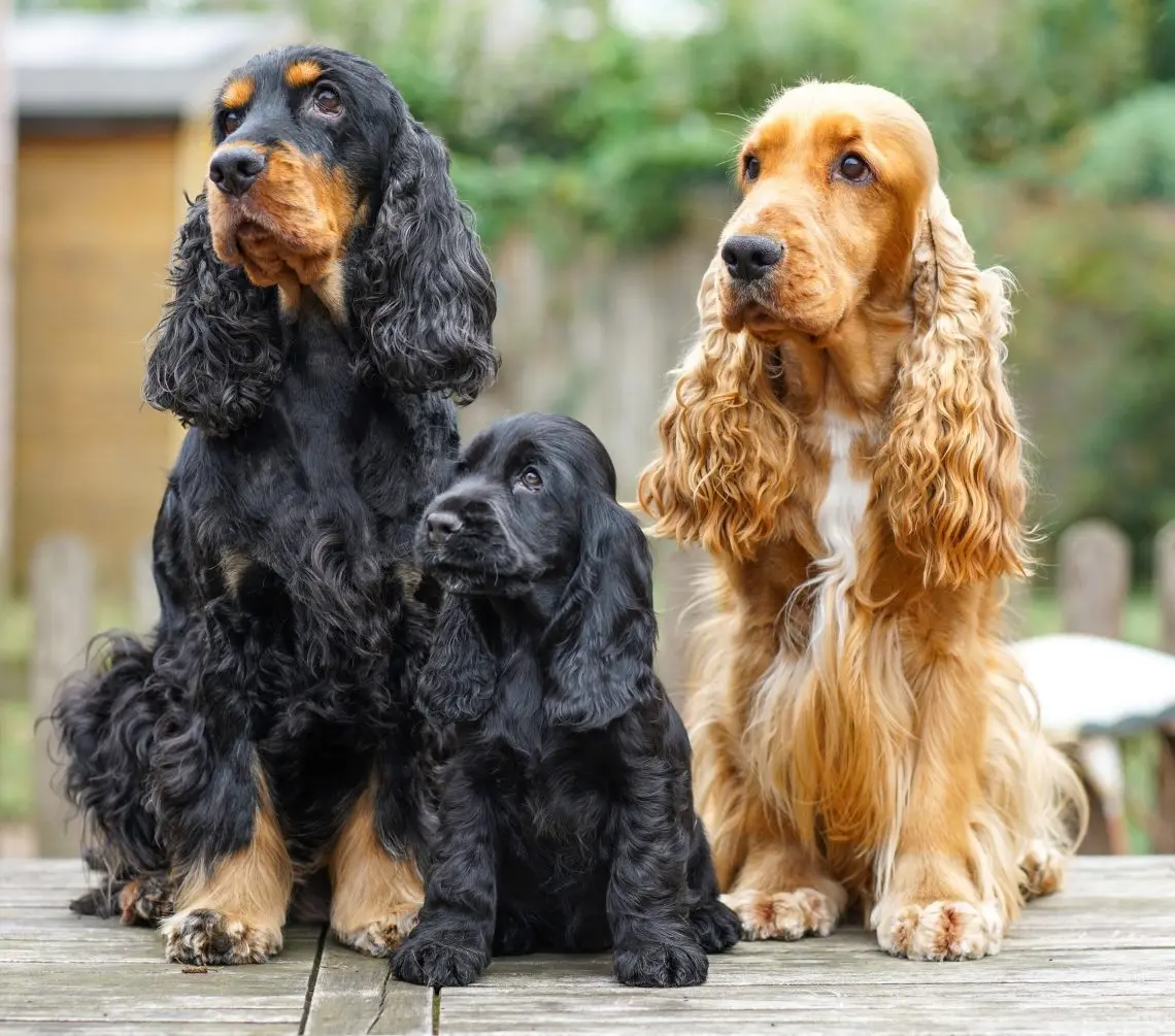 English Cocker Spaniel