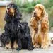 English Water Spaniel