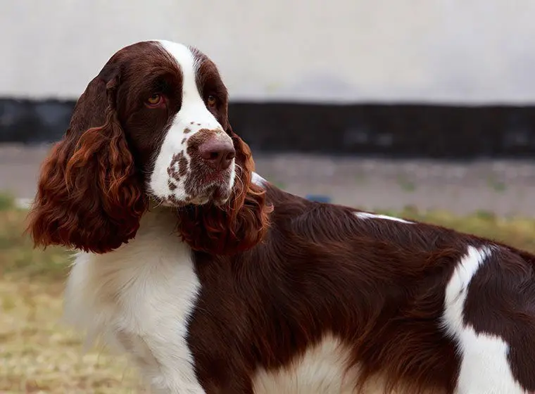 English Springer Spaniel