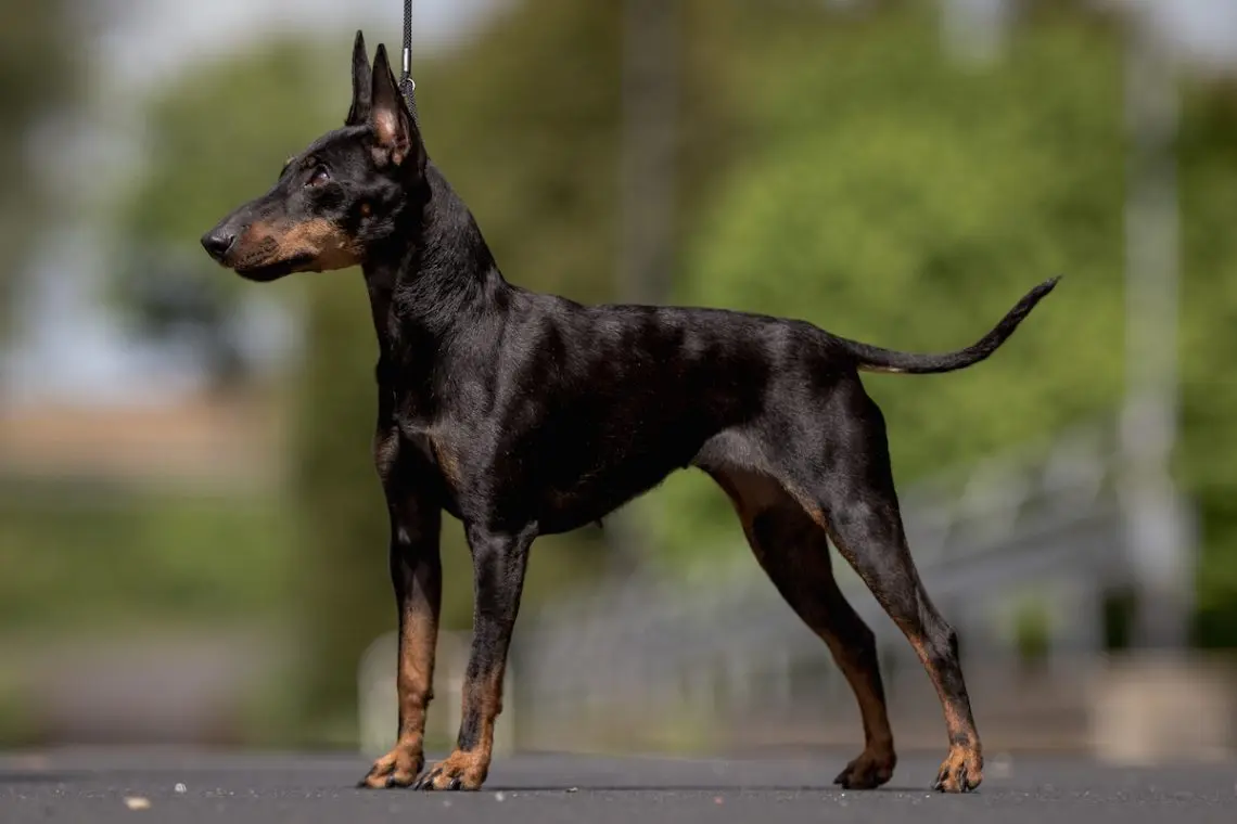 English Toy Terrier