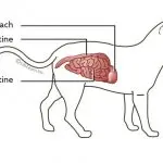 Enteritis in cats – symptoms and treatment