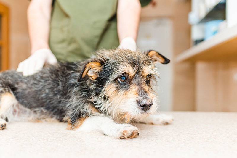 Enteritis in dogs - symptoms and treatment