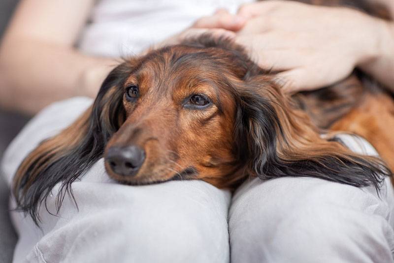 Enteritis in dogs - symptoms and treatment