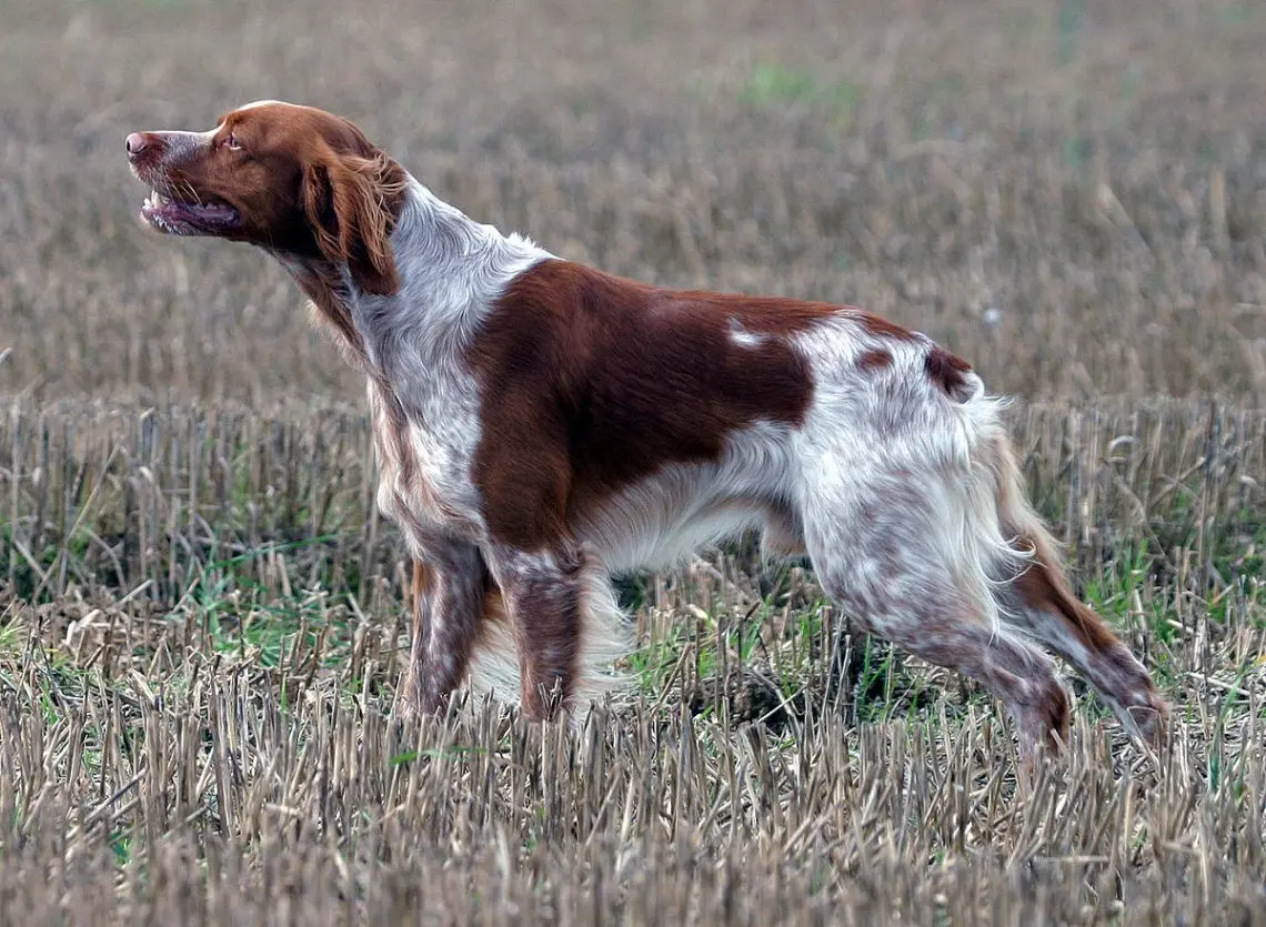 Épagneul Breton