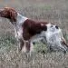 Basset Fauve de Bretagne