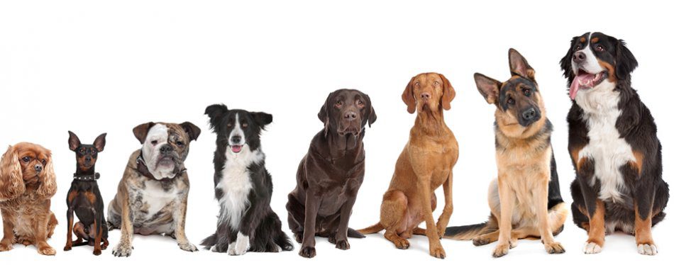 Epigenetics and behavioral problems in dogs