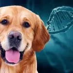 Epigenetics and behavioral problems in dogs