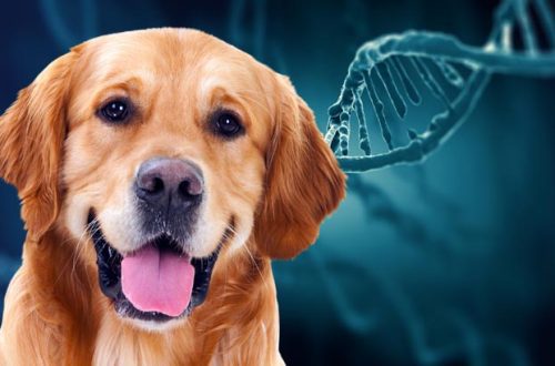 Epigenetics and behavioral problems in dogs