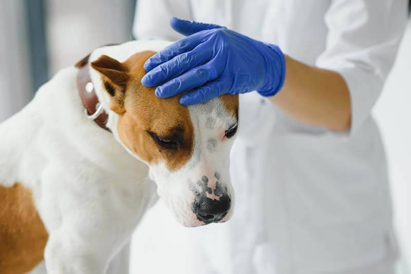 Epilepsy in a dog - all about seizures, causes and treatment