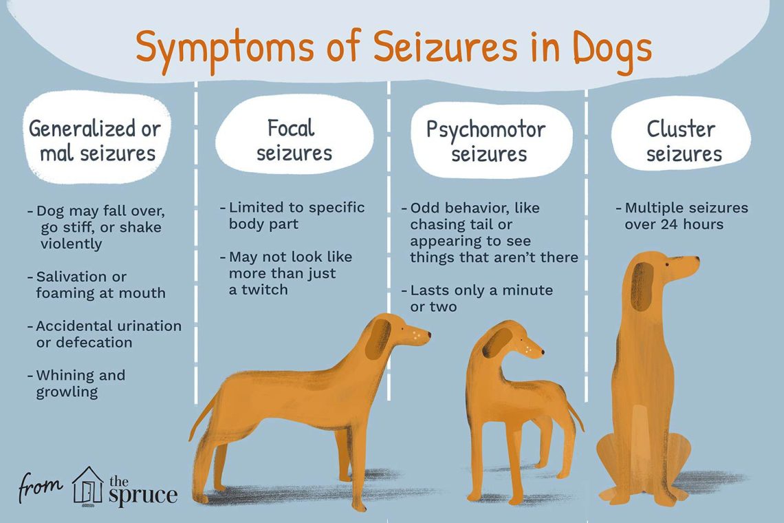 Epilepsy in a dog &#8211; all about seizures, causes and treatment