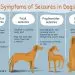 Worms in dogs: symptoms and treatment