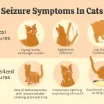 Epilepsy in cats: symptoms and treatment