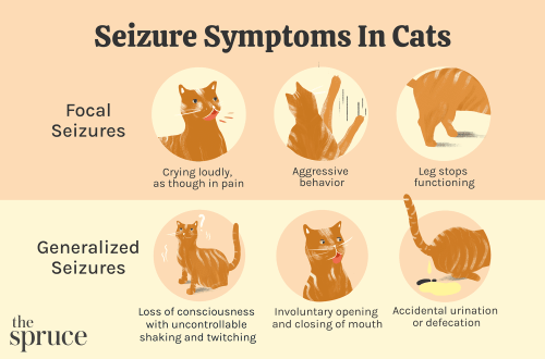 Epilepsy in cats: symptoms and treatment