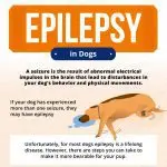 epilepsy in dogs