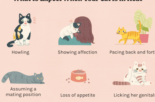 Estrus kod mačaka – kako se smiriti, kada počinje, koliko traje