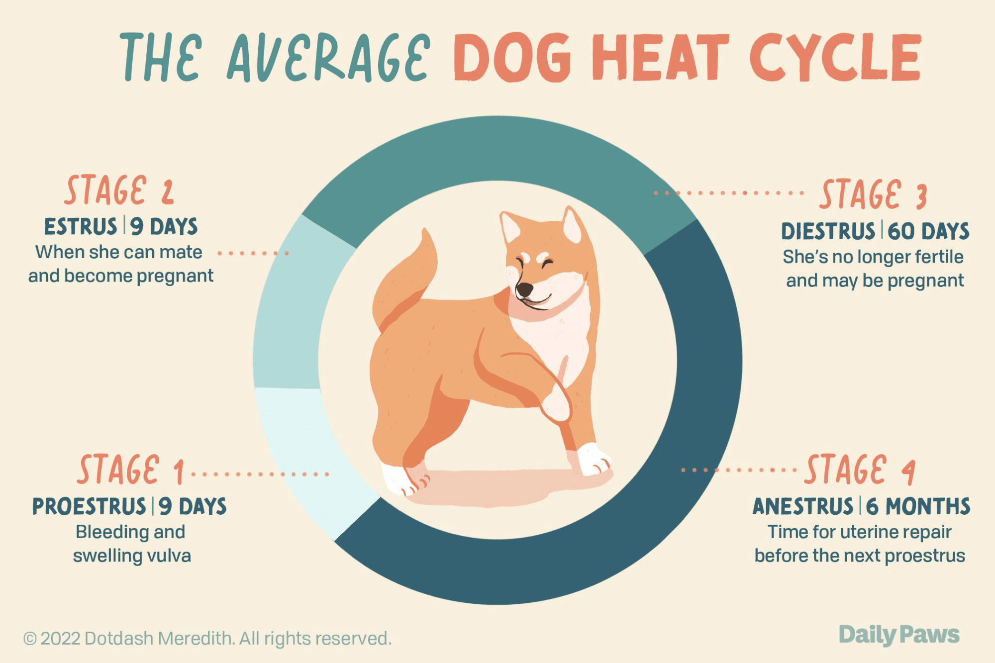 estrus-in-dogs-features-how-long-it-lasts-when-it-starts