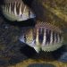 Geophagus redhead