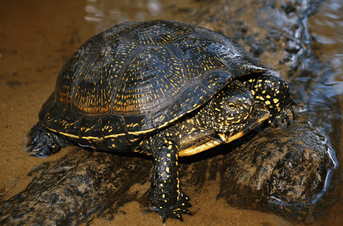 European bog turtle