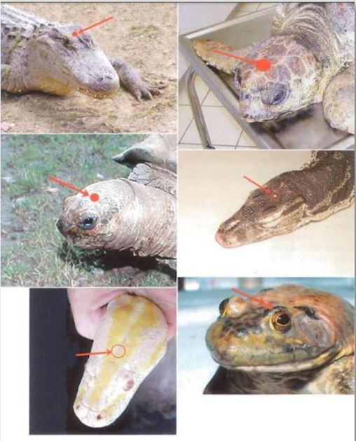 Euthanasia of reptiles and amphibians