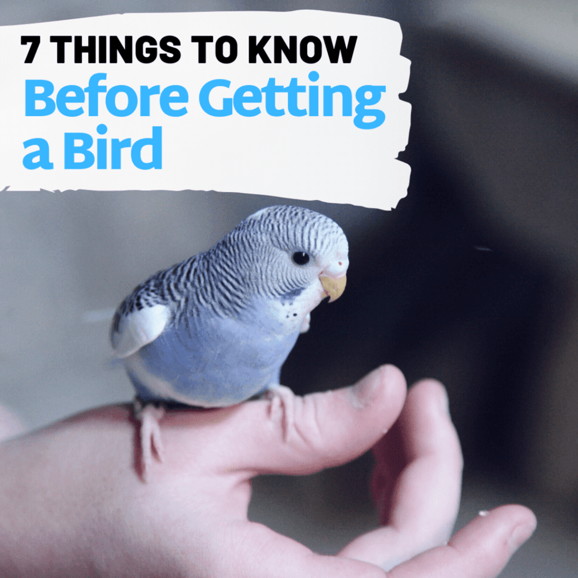 Everything you need to know before buying a bird