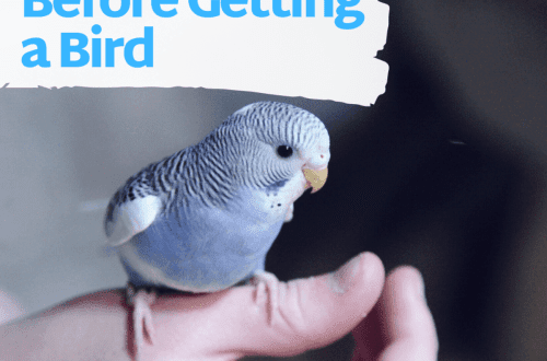 Everything you need to know before buying a bird