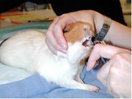 Examination of guinea pigs