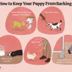 Excessive dog barking: correction methods