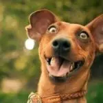 excitable dogs