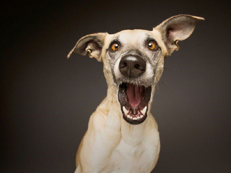 Experience has shown: dogs change facial expressions to communicate with humans