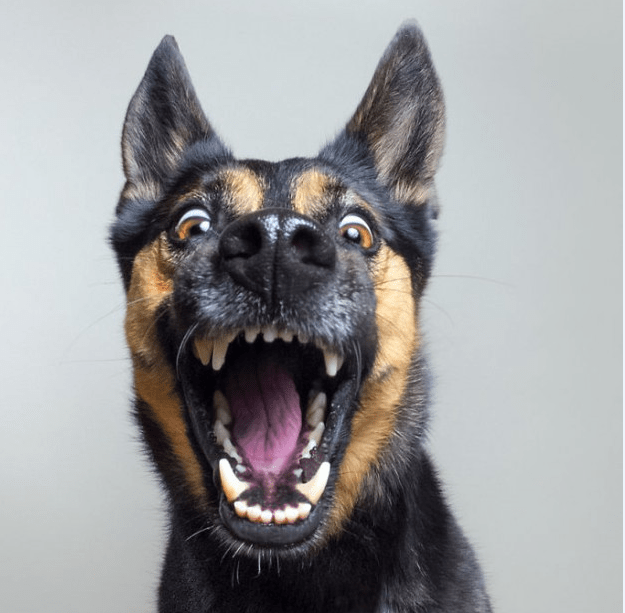 Experience has shown: dogs change facial expressions to communicate with humans