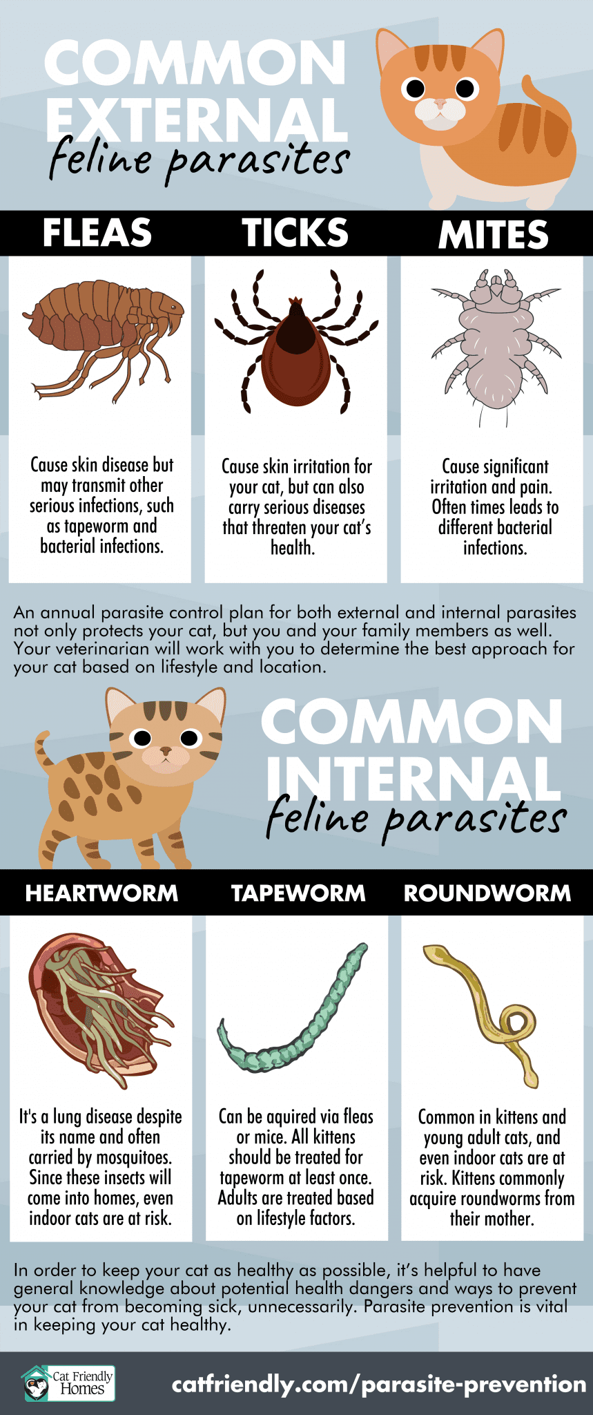 External parasites in cats