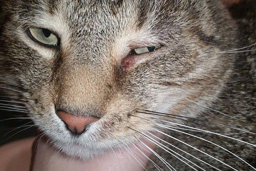 eye diseases in cats