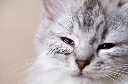 աչքի հիվանդություններ կատուների մեջ