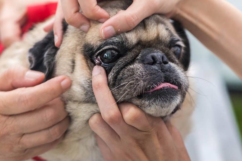 Eye Diseases in Dogs