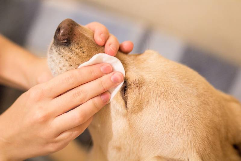 Eye Diseases in Dogs