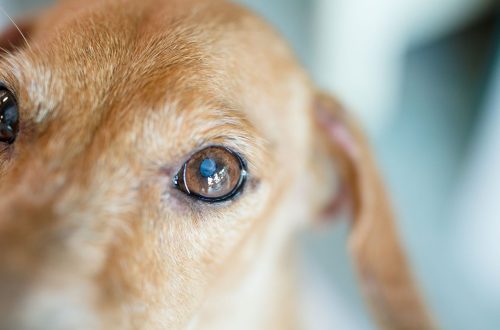 Աչքի հիվանդություններ շների մեջ